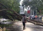 Sejumlah Pohon Roboh, Pemkot Semarang Imbau Warga Waspada Potensi Bencana Hidrometeorologi
