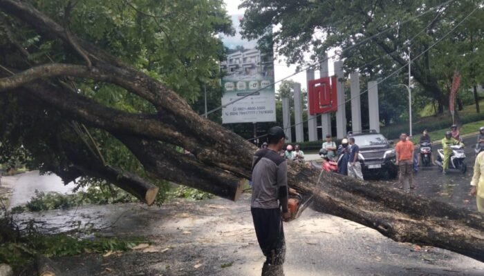 Sejumlah Pohon Roboh, Pemkot Semarang Imbau Warga Waspada Potensi Bencana Hidrometeorologi