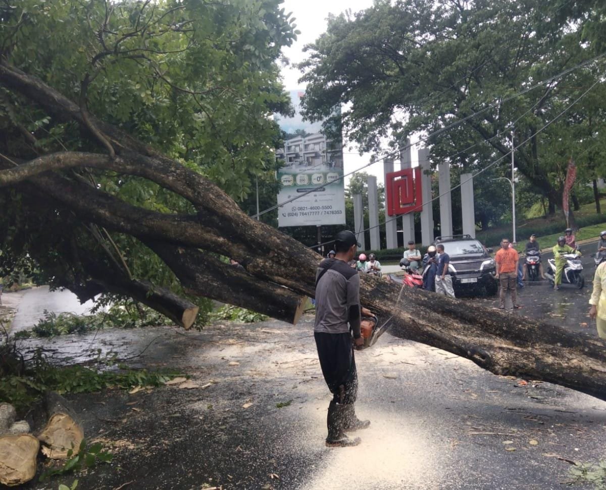 Petugas melakukan pemotongan pohon tumbang yang menutup akses jalan.