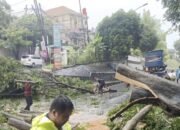 Pemkot Semarang Berhasil Evakuasi Belasan Pohon Tumbang Akibat Cuaca Ekstrem