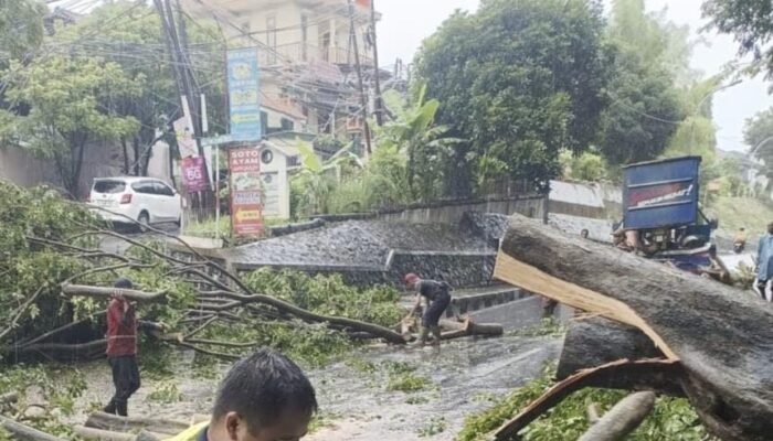 Pemkot Semarang Berhasil Evakuasi Belasan Pohon Tumbang Akibat Cuaca Ekstrem