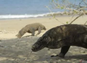 Selain Kawasan Taman Nasional (TN) Komodo Yang Kini Sudah Terapkan Sistem Kuota Kunjungan.