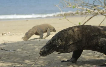 Selain Kawasan Taman Nasional (TN) Komodo Yang Kini Sudah Terapkan Sistem Kuota Kunjungan.