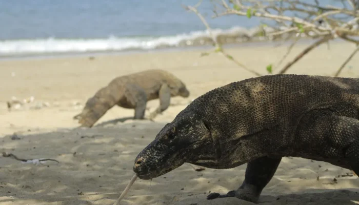 Selain Kawasan Taman Nasional (TN) Komodo Yang Kini Sudah Terapkan Sistem Kuota Kunjungan.