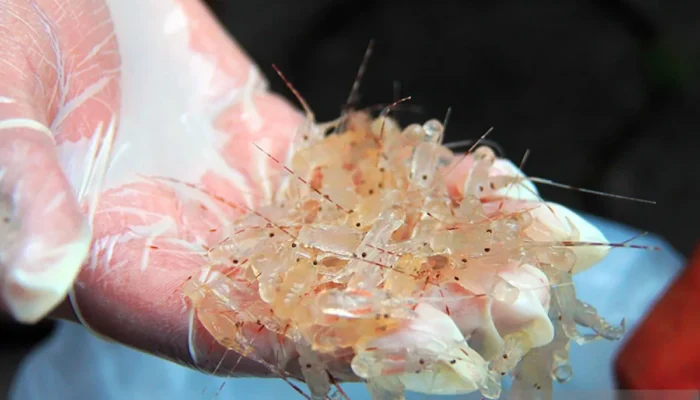 Bawa Koper Isi Benih Lobster Senilai Rp 2 M Digagalkan di Soetta, Lima Orang Ditangkap