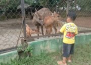 Koleksi terbaru Sitatunga atau antelope di Semarang Zoo atau Bonbin Mangkang, beberapa waktu lalu.