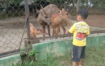 Koleksi terbaru Sitatunga atau antelope di Semarang Zoo atau Bonbin Mangkang, beberapa waktu lalu.