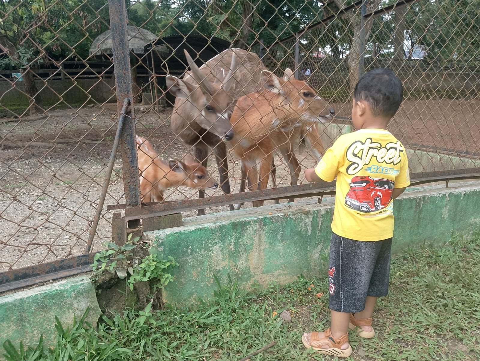 Koleksi terbaru Sitatunga atau antelope di Semarang Zoo atau Bonbin Mangkang, beberapa waktu lalu.