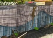 Terbongkar, Tiga Komodo dari NTT Diselundupkan ke Surabaya Pakai Paralon