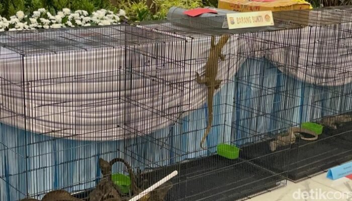 Terbongkar, Tiga Komodo dari NTT Diselundupkan ke Surabaya Pakai Paralon