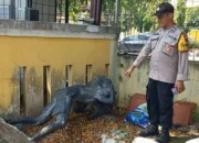 Tragis, Siswa SD Tewas Usai Tertimpa Patung di Museum Ronggowarsito Semarang
