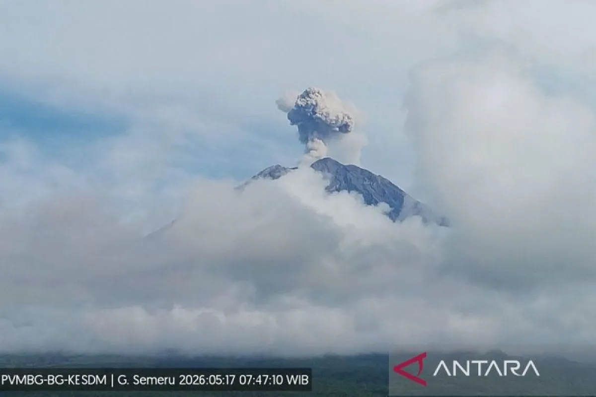 Gunung Semeru erupsi dengan tinggi letusan 700 meter di atas puncak, Jawa Timur, Minggu (17/5/2026) pagi