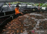 KKP Sebut Ikan Nila Ladang Cuan Diminati Pasar AS dan Eropa