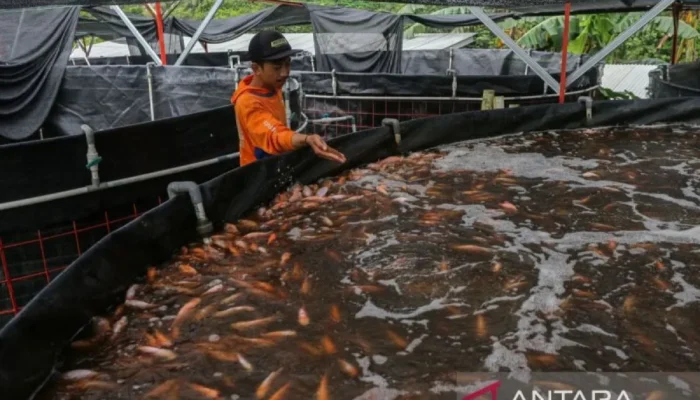 KKP Sebut Ikan Nila Ladang Cuan Diminati Pasar AS dan Eropa