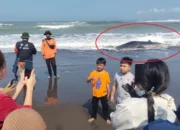 Gemparkan Warga, Hiu Tutul Seberat 1,2 Ton Mati di Pantai Cemara Sewu Cilacap
