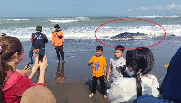 Gemparkan Warga, Hiu Tutul Seberat 1,2 Ton Mati di Pantai Cemara Sewu Cilacap