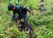Kontak dengan TNI, Satu Anggota OPM Tewas di Pegunungan Bintang