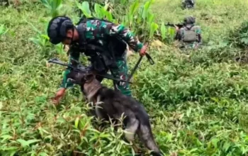 Anggota TNI melakukan penyisiran di Pegunungan Bintang