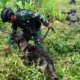 Anggota TNI melakukan penyisiran di Pegunungan Bintang