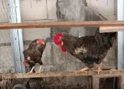 Budi Daya Ayam Kampung Petelur dan Maggot Jadi Solusi Peternakan Rakyat