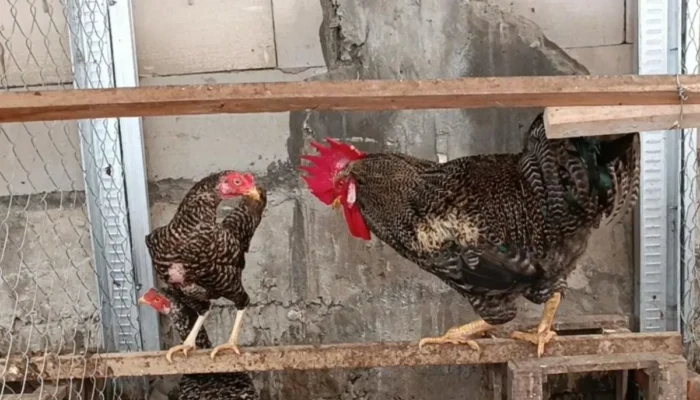 Budi Daya Ayam Kampung Petelur dan Maggot Jadi Solusi Peternakan Rakyat