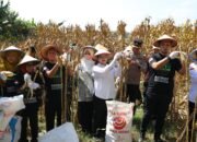 Panen Raya Jagung di Mijen, Wali Kota Agustina Apresiasi GP Ansor Perkuat Ketahanan Pangan