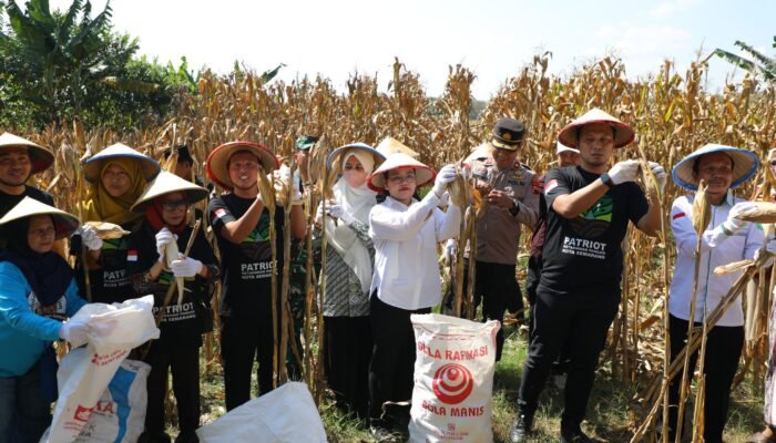 Panen Raya Jagung di Mijen, Wali Kota Agustina Apresiasi GP Ansor Perkuat Ketahanan Pangan