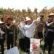 Walikota Semarang, Agustina Wilujeng panen raya jagung di lahan binaan GP Ansor di Kelurahan Tambangan, Kecamatan Mijen.