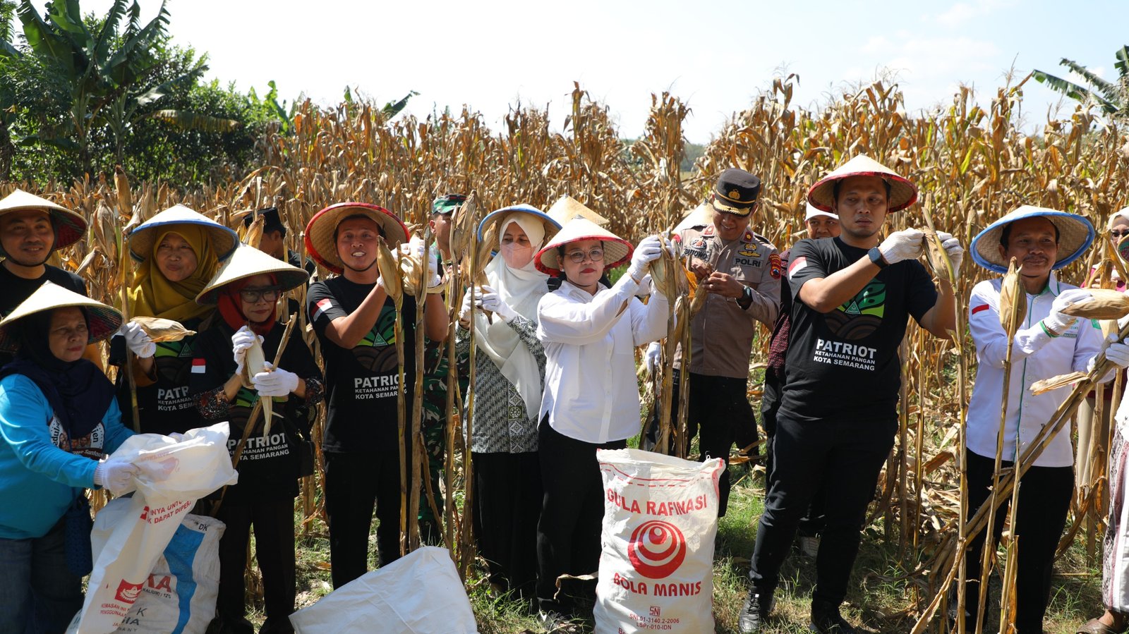 Walikota Semarang, Agustina Wilujeng panen raya jagung di lahan binaan GP Ansor di Kelurahan Tambangan, Kecamatan Mijen.