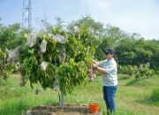 Resmikan Agro Eduwisata Masjid Agung Semarang, Wali Kota Agustina Ingin Dorong Pengembangan Wisata Pertanian