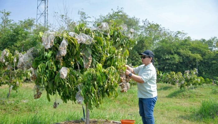 Resmikan Agro Eduwisata Masjid Agung Semarang, Wali Kota Agustina Ingin Dorong Pengembangan Wisata Pertanian