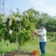 Walikota Semarang, Agustina Wilujeng saat memanen buah kelenteng di Agro Eduwisata di lahan Masjid Agung Semarang.