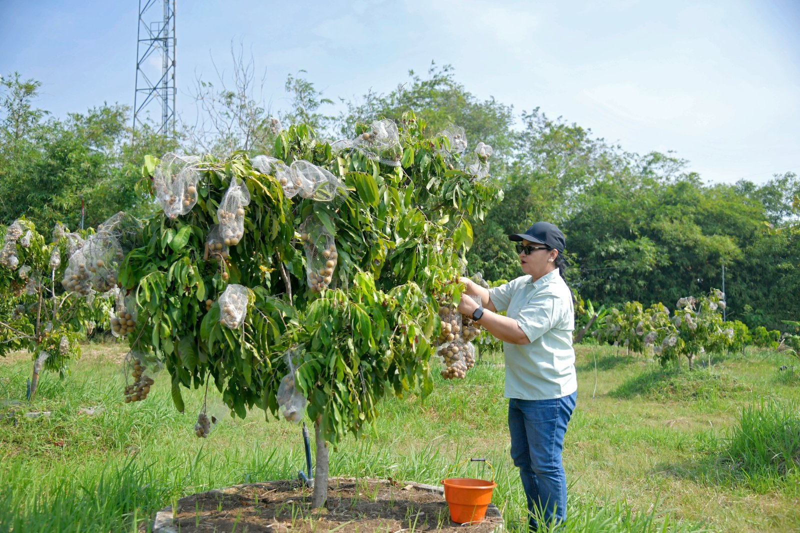 Walikota Semarang, Agustina Wilujeng saat memanen buah kelenteng di Agro Eduwisata di lahan Masjid Agung Semarang.