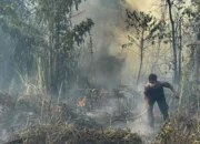 BNPB Sebut Karhutla Hanguskan 396 Hektare Lahan di Tujuh Distrik di Nabire