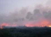 Kahutla Meluas, 13,3 Hektare Taman Nasional Berbak Terbakar