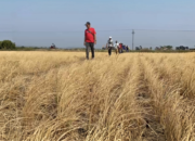 Dilanda Kekeringan, 200 Hektare Sawah di Majalengka Gagal Panen