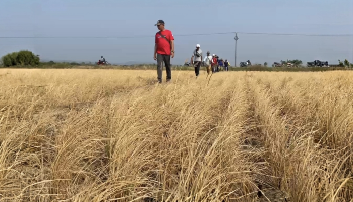 Dilanda Kekeringan, 200 Hektare Sawah di Majalengka Gagal Panen