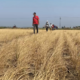 Kekeringan yang melanda Kabupaten Majalengka, Jawa Barat,
