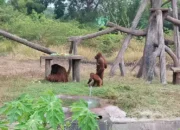Solo Safari Berhasil Evakuasi Didi Pakai Bius Usai Sempat Kabur ke Permukiman