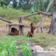 Orang utan bernama Didi (kiri) yang sempat lepas dari kebun binatang Solo Safari