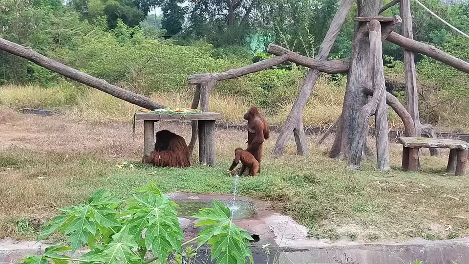 Orang utan bernama Didi (kiri) yang sempat lepas dari kebun binatang Solo Safari