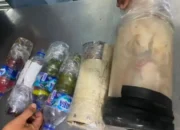 Nekad Bawa Enam Jenis Burung Dilindungi, Penumpang Kapal Diamankan BKSDA Maluku