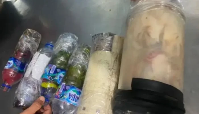 Nekad Bawa Enam Jenis Burung Dilindungi, Penumpang Kapal Diamankan BKSDA Maluku