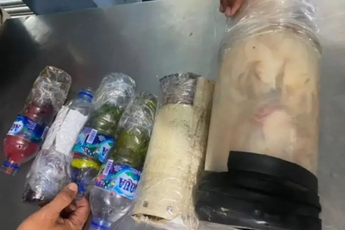 Sejumlah satwa yang diamankan BKSDA Maluku dari penumpang kapal di Pelabuhan Yos Sudarso Ambon.