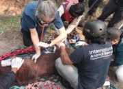 Akibat Terpapar Asap Kebakaran Lahan di Kalimantan, Orang Utan Sempurna Mati