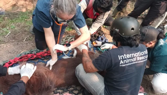 Akibat Terpapar Asap Kebakaran Lahan di Kalimantan, Orang Utan Sempurna Mati