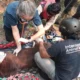 Dokter memeriksa kondisi orang utan kalimantan (Pongo pygmaeus) dalam kondisi lemah diduga karena paparan asap kebakaran lahan