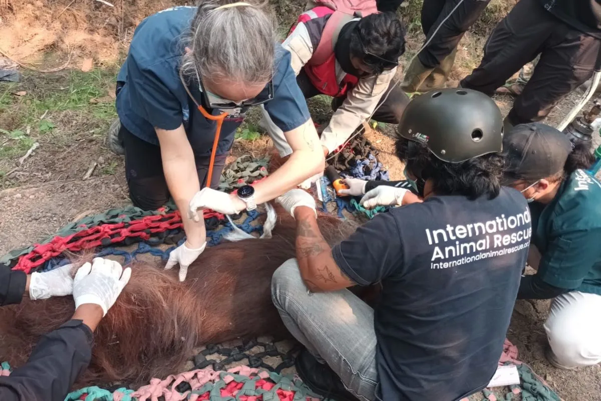 Dokter memeriksa kondisi orang utan kalimantan (Pongo pygmaeus) dalam kondisi lemah diduga karena paparan asap kebakaran lahan