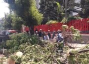 Pengendara Motor Meninggal Akibat Tertimpa Pohon Roboh, Disperkim Perketat Pengawasan