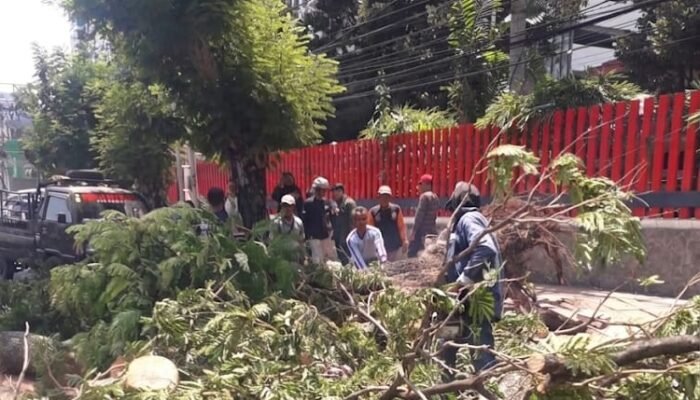 Pengendara Motor Meninggal Akibat Tertimpa Pohon Roboh, Disperkim Perketat Pengawasan